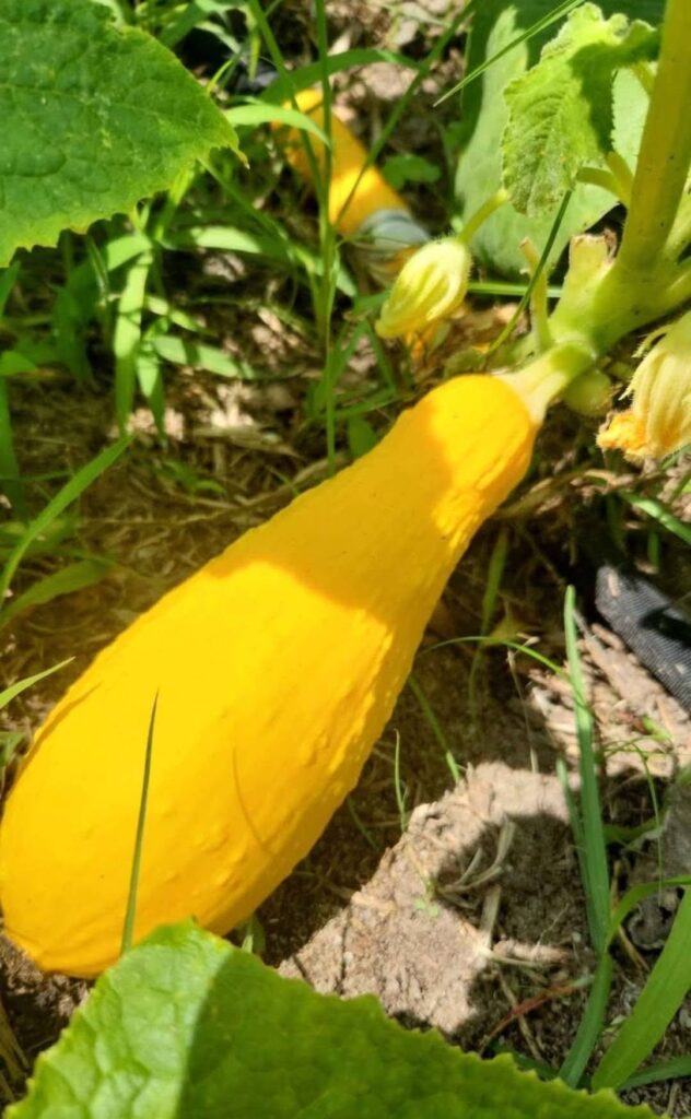 Amherst Mustard Yellow / White