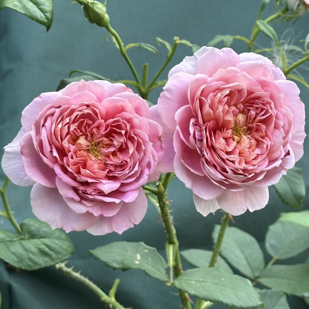 Bridgewater Coral / Pink